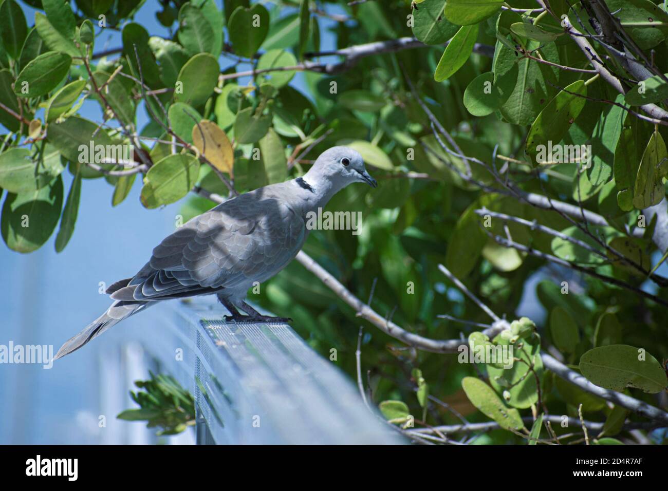 petit oiseau qui nous regarde dans l'un des canaux dans le parc Banque D'Images
