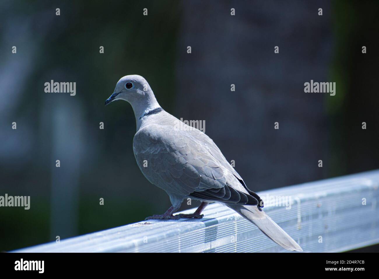 oiseau avec belle couleur grise ayant le repos après un long chemin Banque D'Images