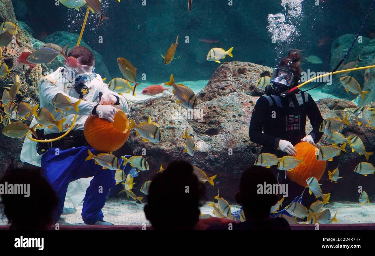 St. Louis, États-Unis. 10 octobre 2020. Le plongeur Kelsey Holder habillé comme Darth Vader (R) et Alek Stomaps Pfeiffer habillé comme un prince, travaillent sur leurs sculptures de citrouille pour les jeunes visiteurs à l'Aquarium St. Louis à Union Station à St. Louis le samedi 10 octobre 2020. Les plongeurs de l'aquarium ont créé des friandises Jack o' Lantern pour les habitants en poissons de Shark Canyon. Photo par Bill Greenblatt/UPI crédit: UPI/Alay Live News Banque D'Images