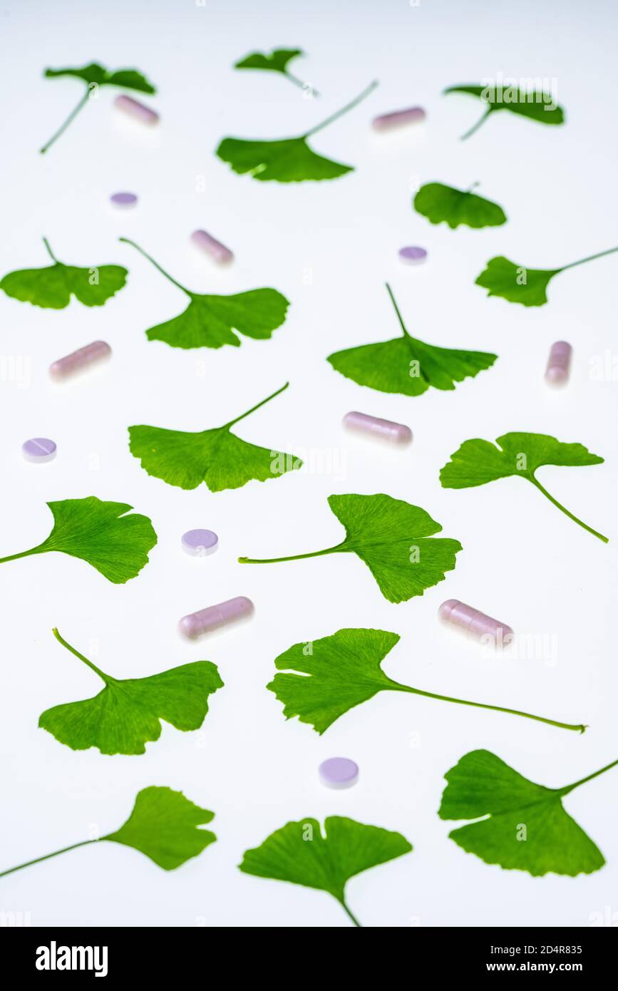 Feuilles de l'Adiante cheveux-de-(ginkgo biloba) et arbre ginkgo suppléments. Banque D'Images
