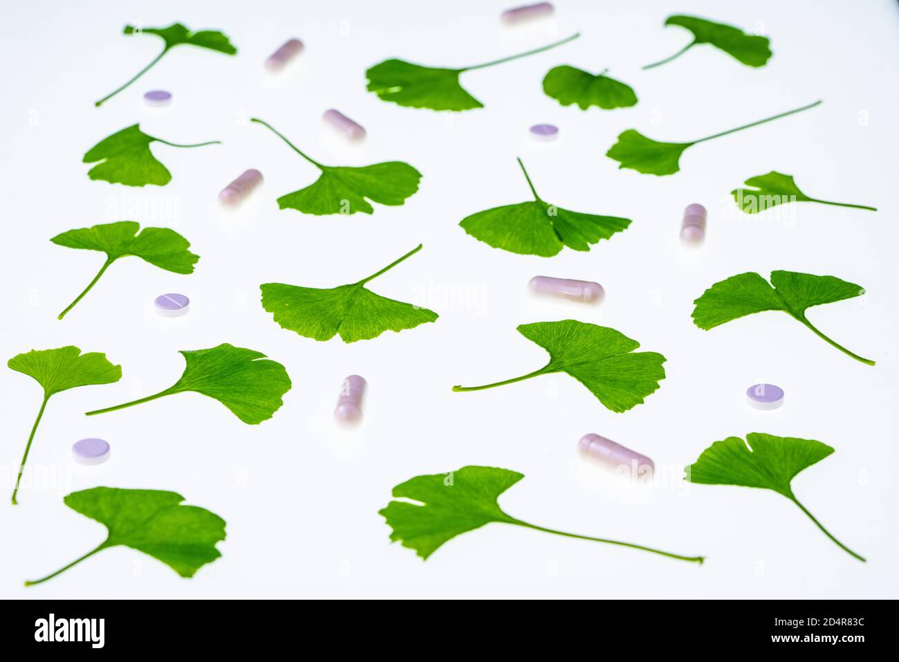 Feuilles de l'Adiante cheveux-de-(ginkgo biloba) et arbre ginkgo suppléments. Banque D'Images