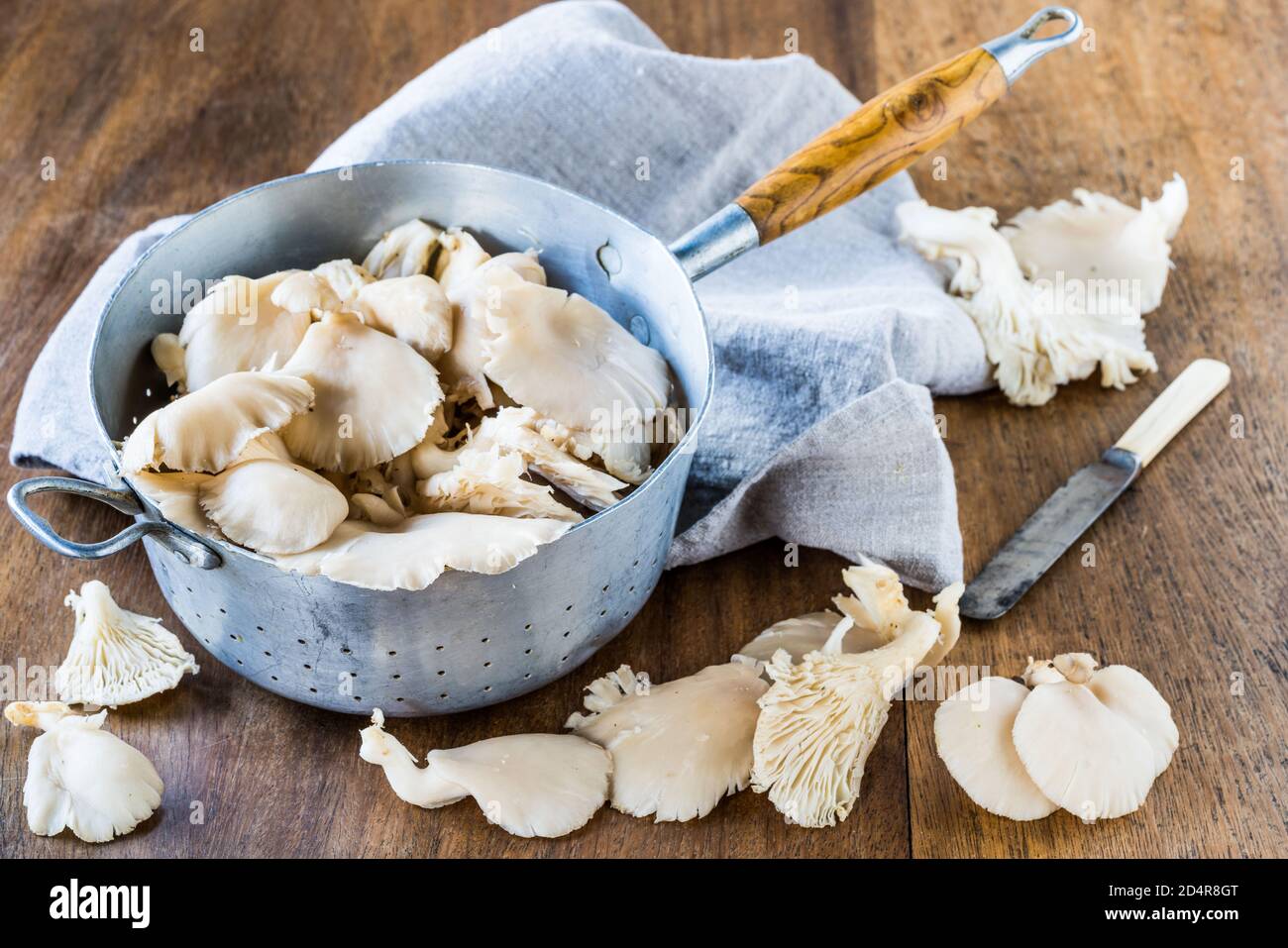 Champignons huître (Pleurotus ostratus). Banque D'Images