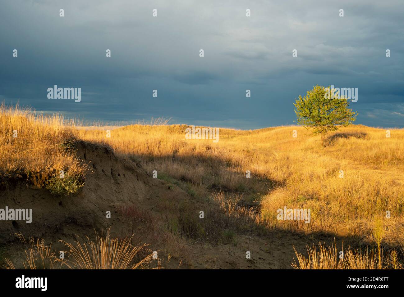 Paysage avec de l'herbe haute en lumière dramatique, Deliflagska pescara, Serbie Banque D'Images