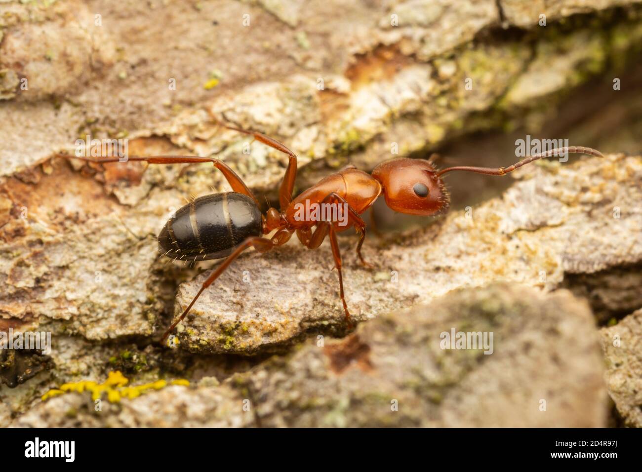 Ant de menuisier (discolor de Camponotus) Banque D'Images
