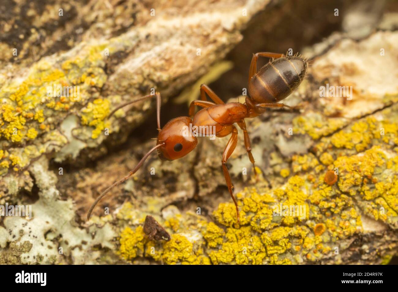 Un charpentier (Camponotus snellingi) se fore sur un arbre couvert de lichen. Banque D'Images