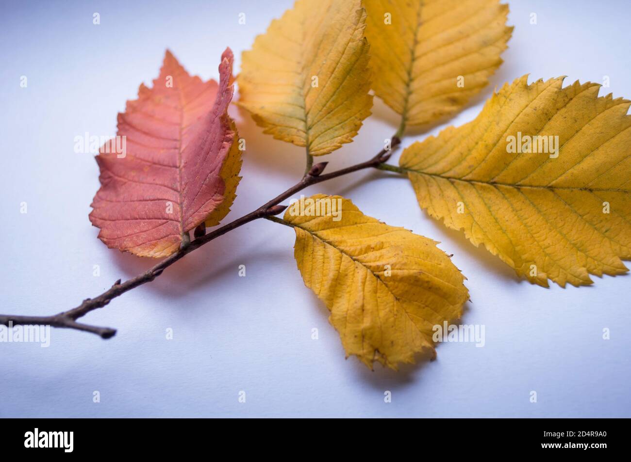 Branche d'orme jaune d'automne avec feuille rouge en gros plan Banque D'Images