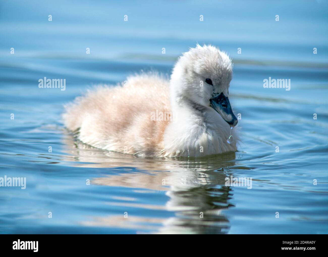Joli Bebe Cygne Cygnet Nage Dans Un Espace De Copie De Riviere En Arriere Plan Photo Stock Alamy