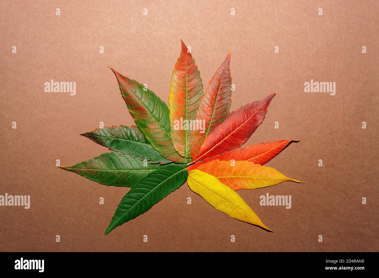 Feuille d'automne faite avec des feuilles colorées d'automne Banque D'Images