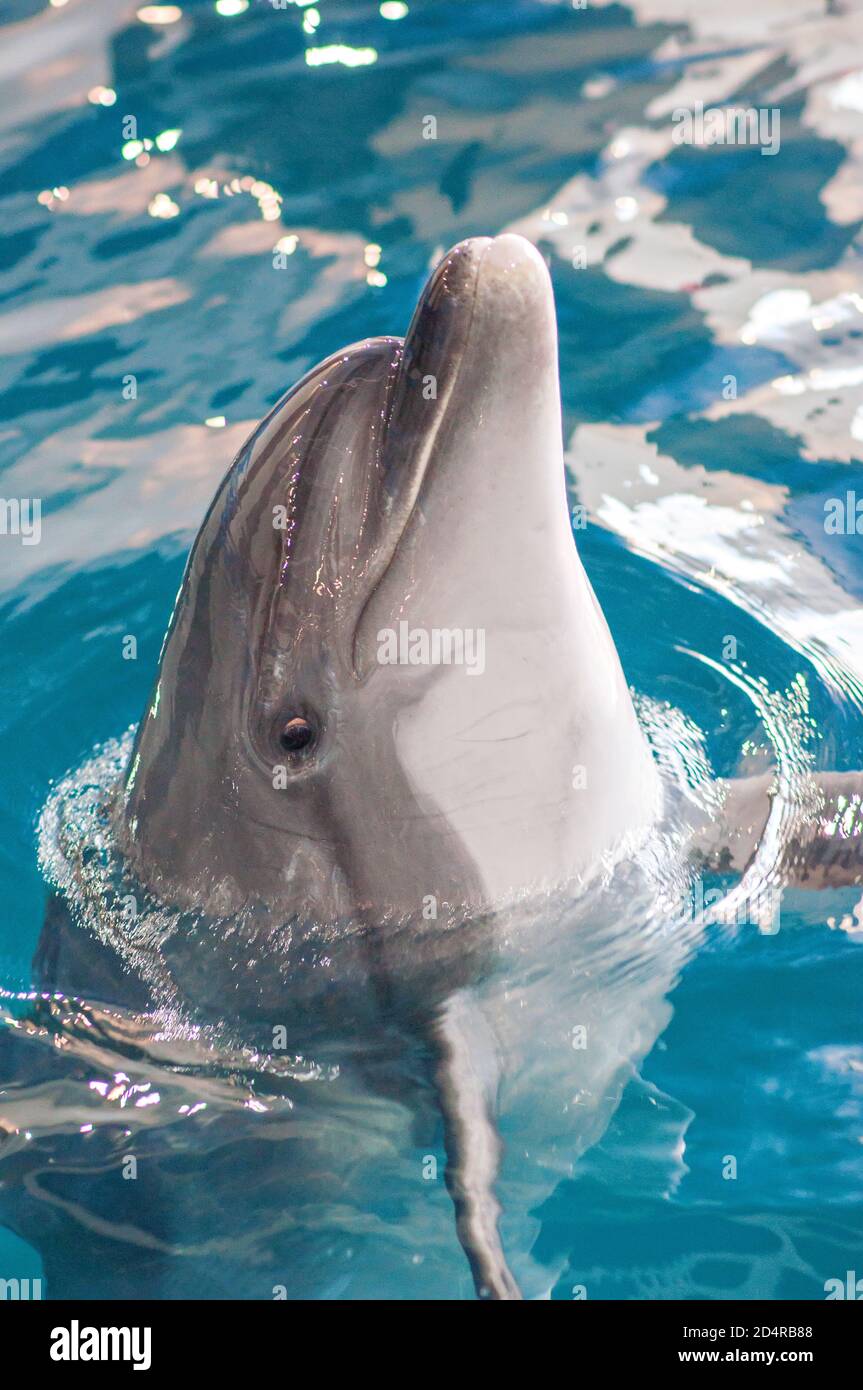 Soins, réhabilitation, baignade, plongée, jeux, amusement et divertissement avec un dauphin dans une piscine d'eau de mer. delphinarium, oceanarium. Banque D'Images