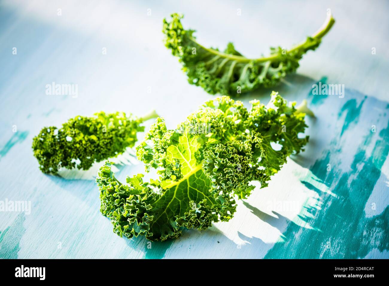 Kale (Brassica oleracea var Sabellica L.). Banque D'Images