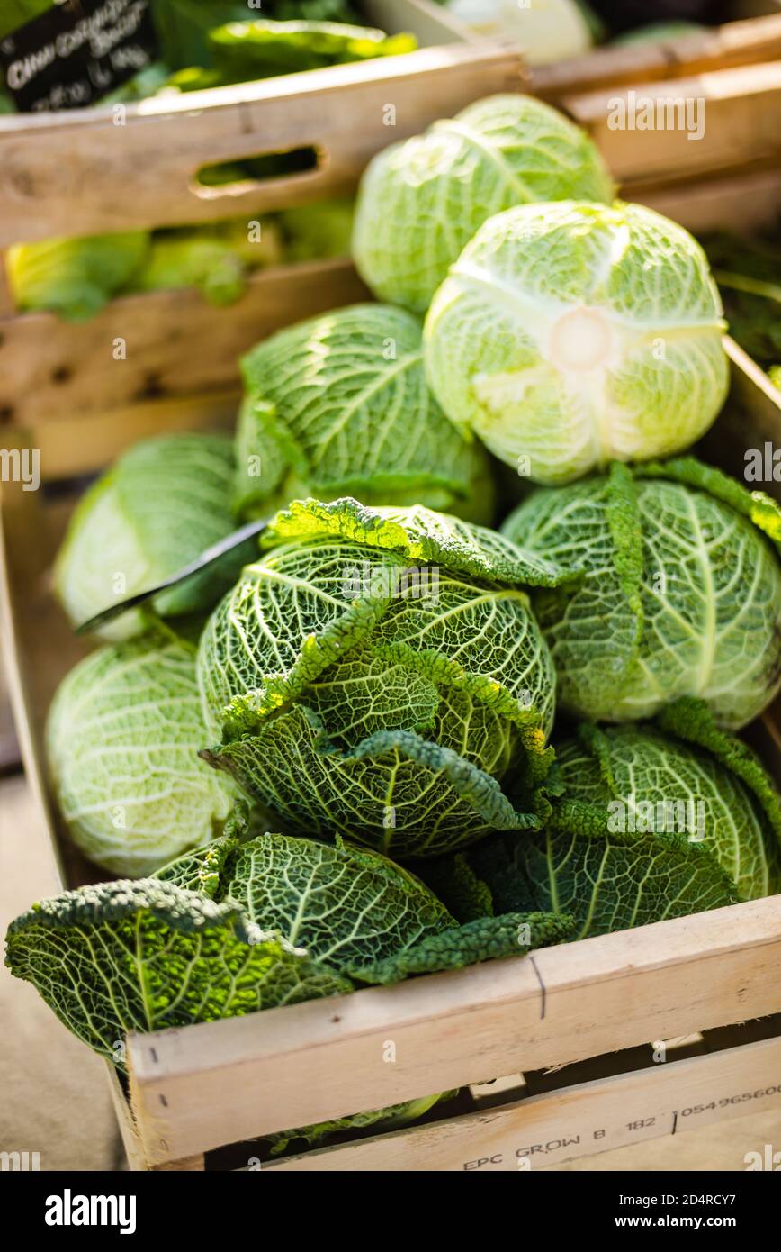 Chou (Brassica oleracea). Banque D'Images