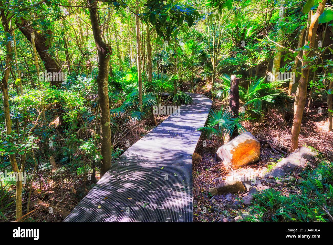Promenade dans les jungles du parc national de Minnamurra, forêt tropicale, à travers les fougères denses et les gommiers. Banque D'Images