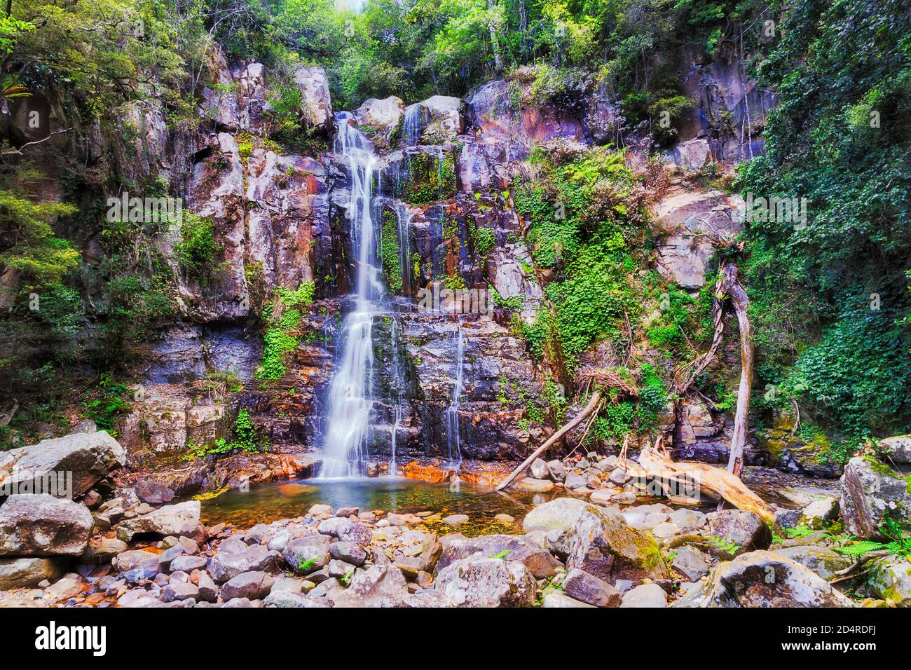 Les chutes pittoresques de Minnamurra dans la forêt tropicale du parc national s'écoulent vers les rochers dans les jungles à feuilles persistantes. Banque D'Images