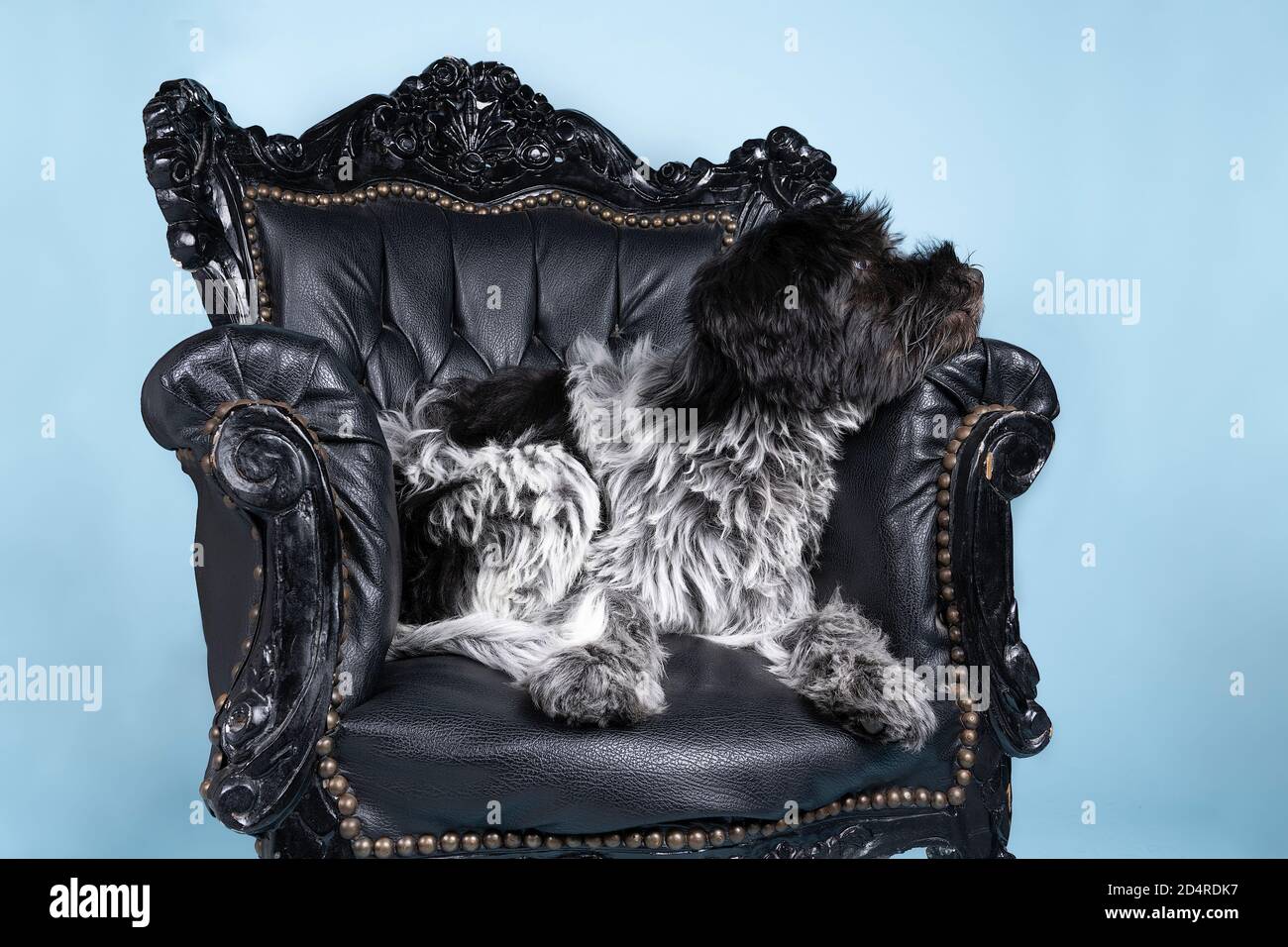 Un Schapendoes ou un Berger hollandais assis dans une chaise baroque sur fond bleu Banque D'Images