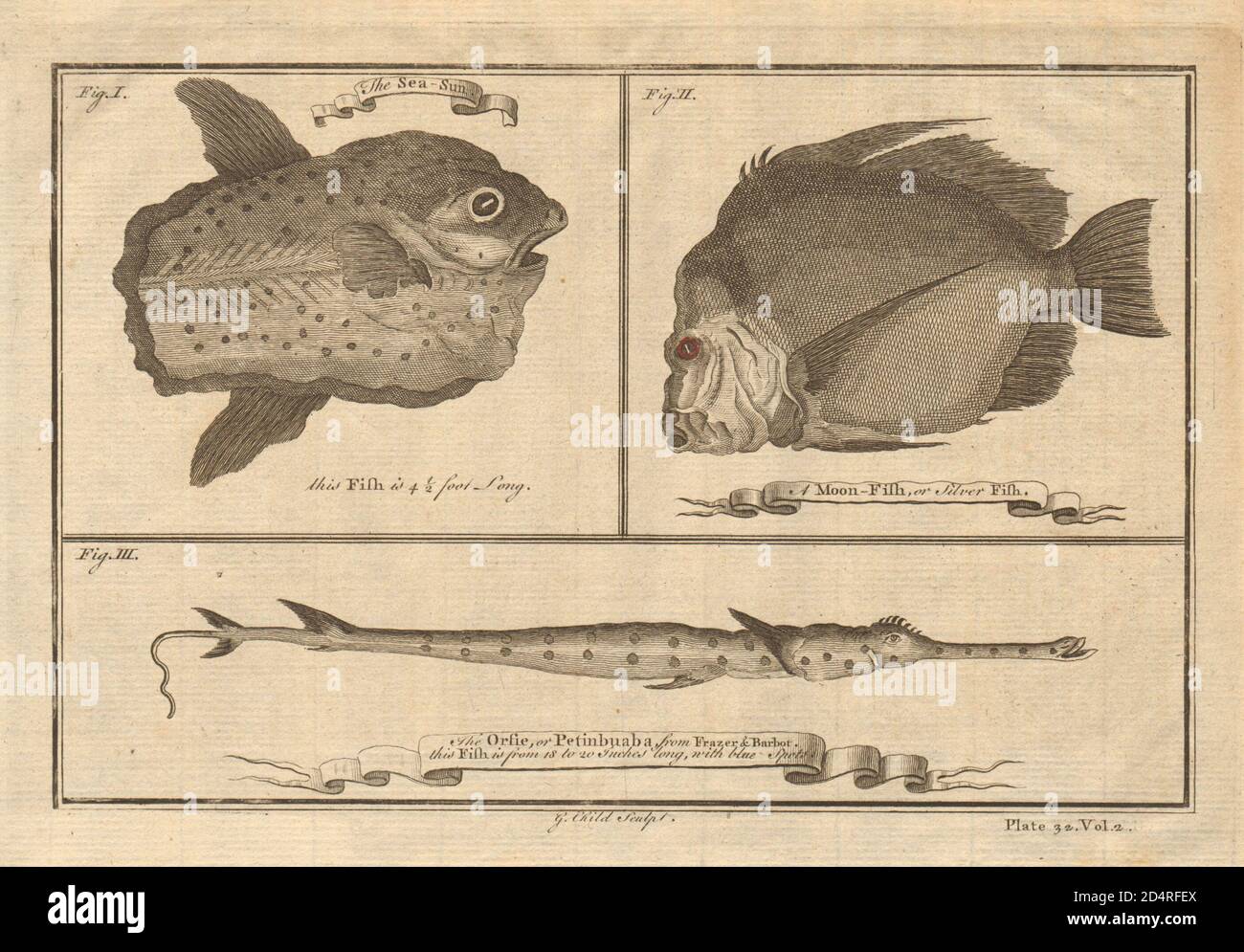 Poisson-soleil de l'océan. Opah Moonfish. Corégone de pétinbuaba d'Orsie. Poissons d'Afrique de l'Ouest 1745 Banque D'Images