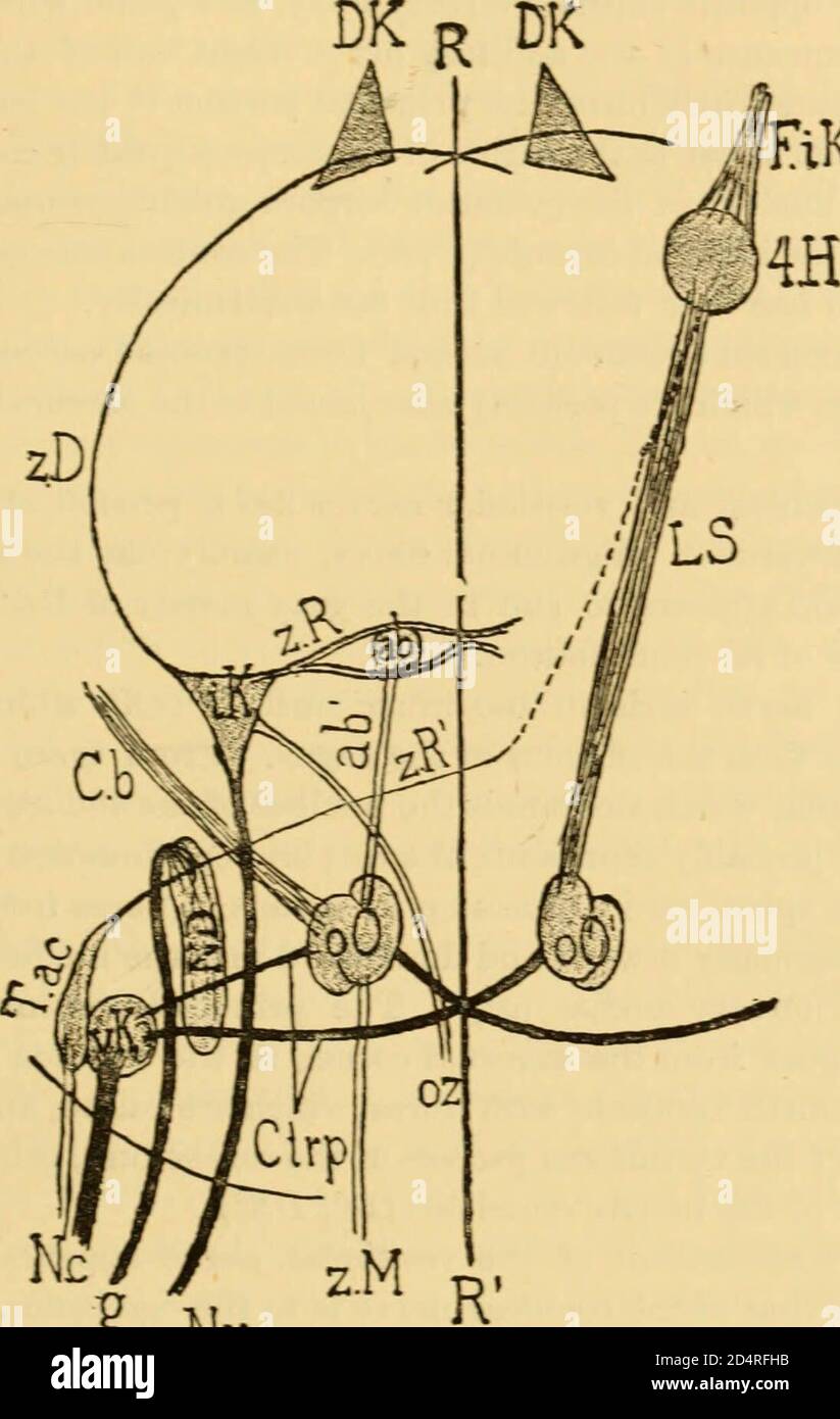 Un texte-livre des maladies de l'oreille et organes adjacents (1894) Banque D'Images