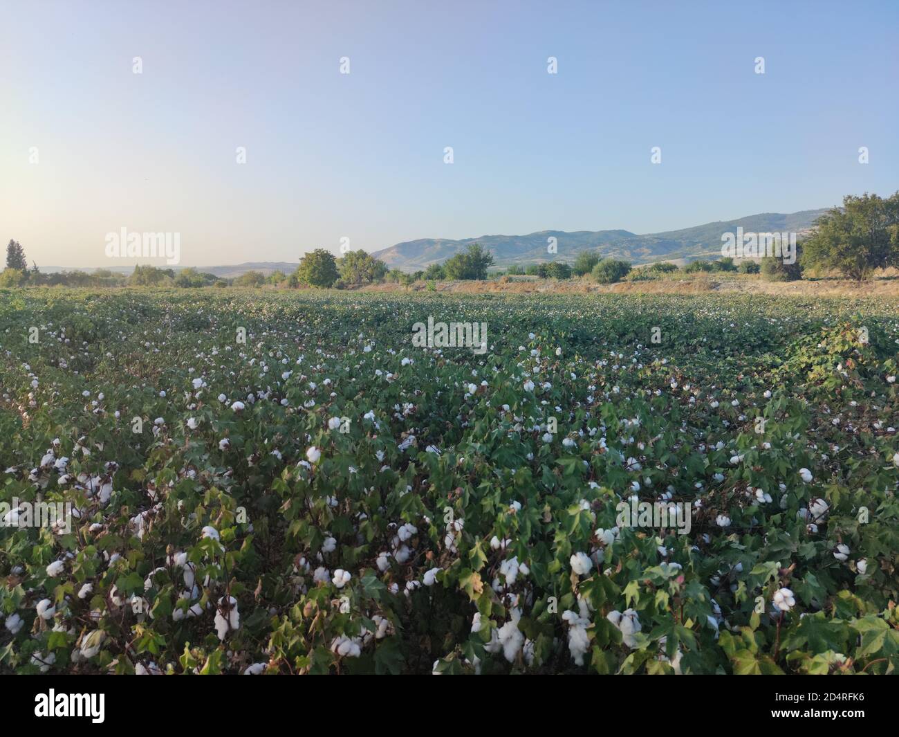 Champ de coton à Pamukkale Banque D'Images