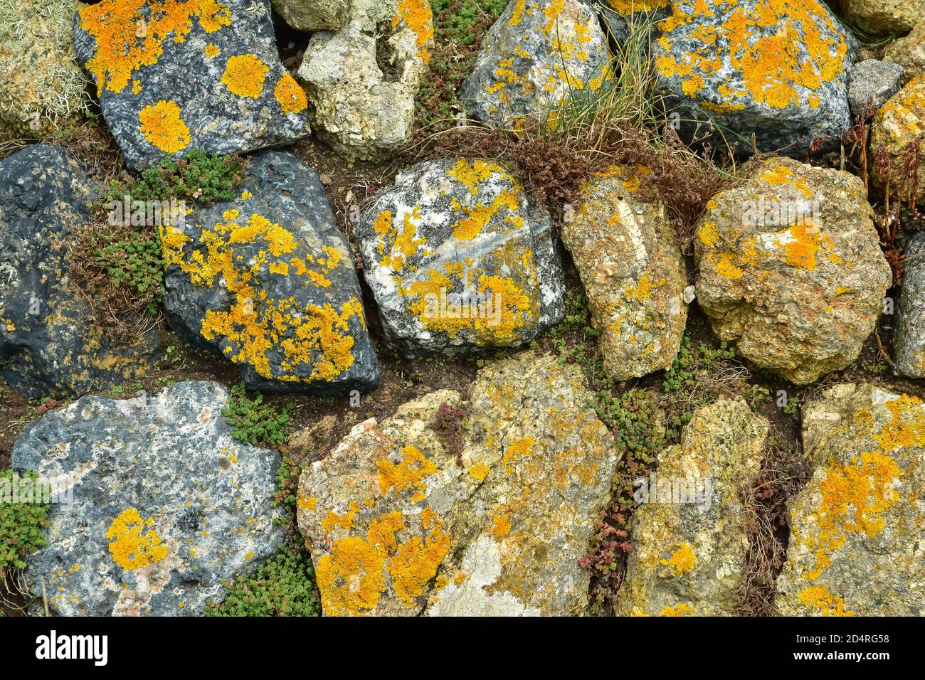 Mur couvert de lichen à la ferme Greeb à la fin du Land, un complexe de promontoire et de vacances dans l'ouest des Cornouailles, en Angleterre Banque D'Images