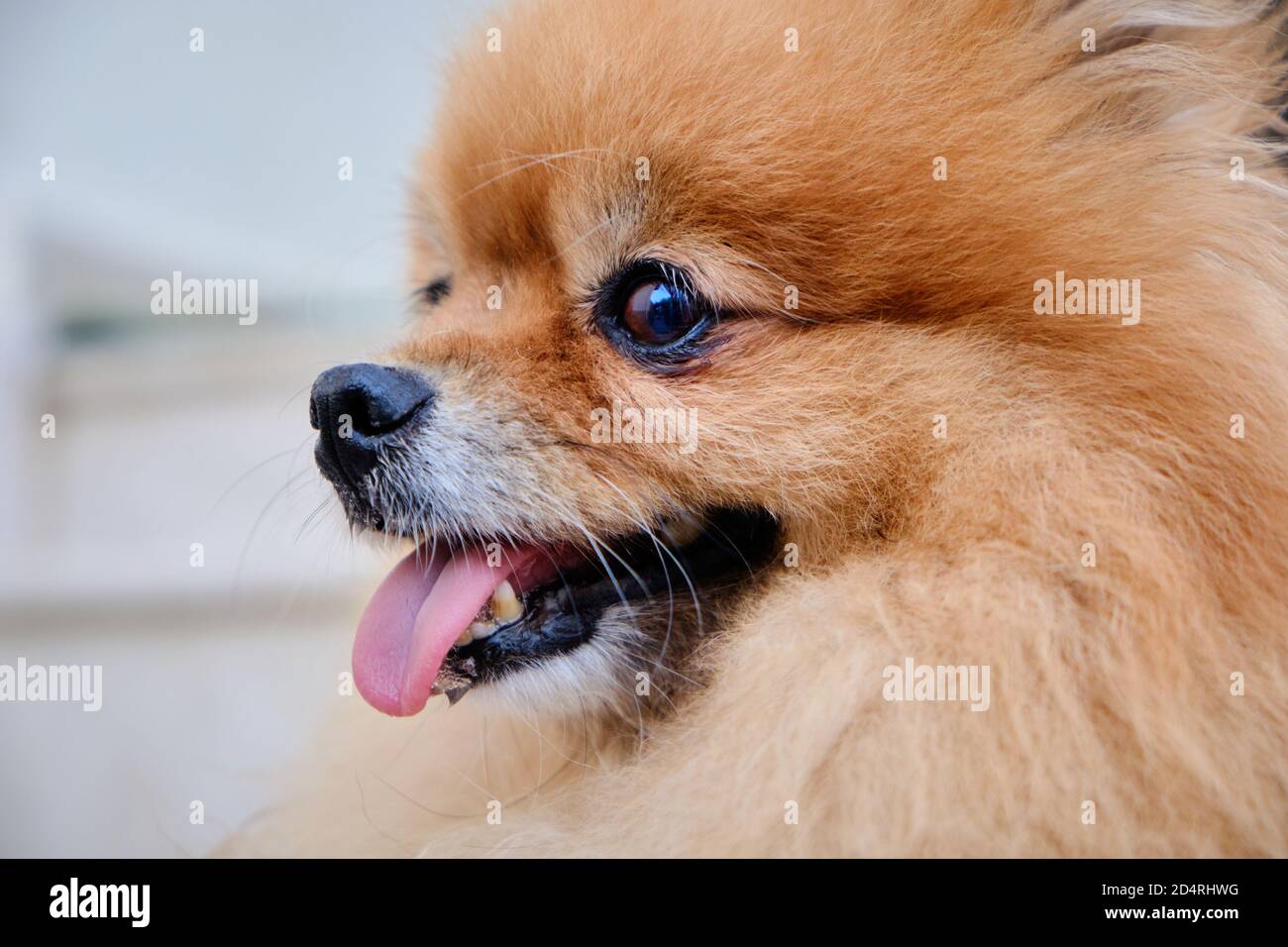 Gros plan sur un joli chien joyeux de Poméranie Banque D'Images