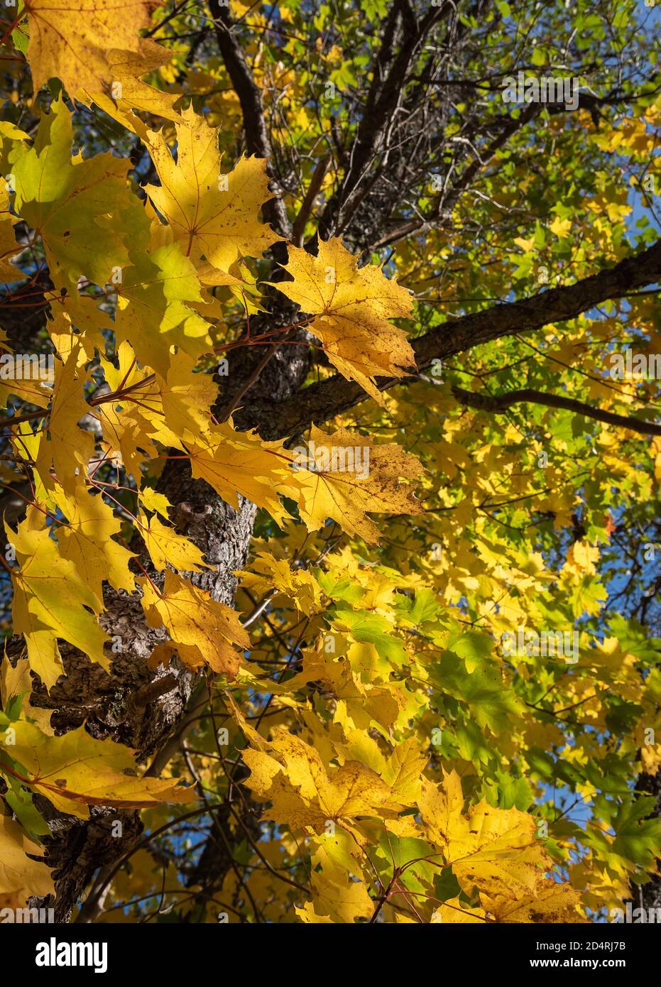 De belles feuilles d'érable jaunes qui sont illuminées par le soleil pendant le mois d'automne d'octobre Banque D'Images