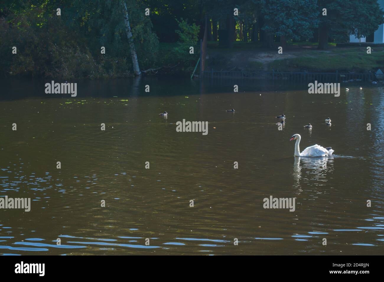 Un cygne blanc nage dans un lac. Banque D'Images