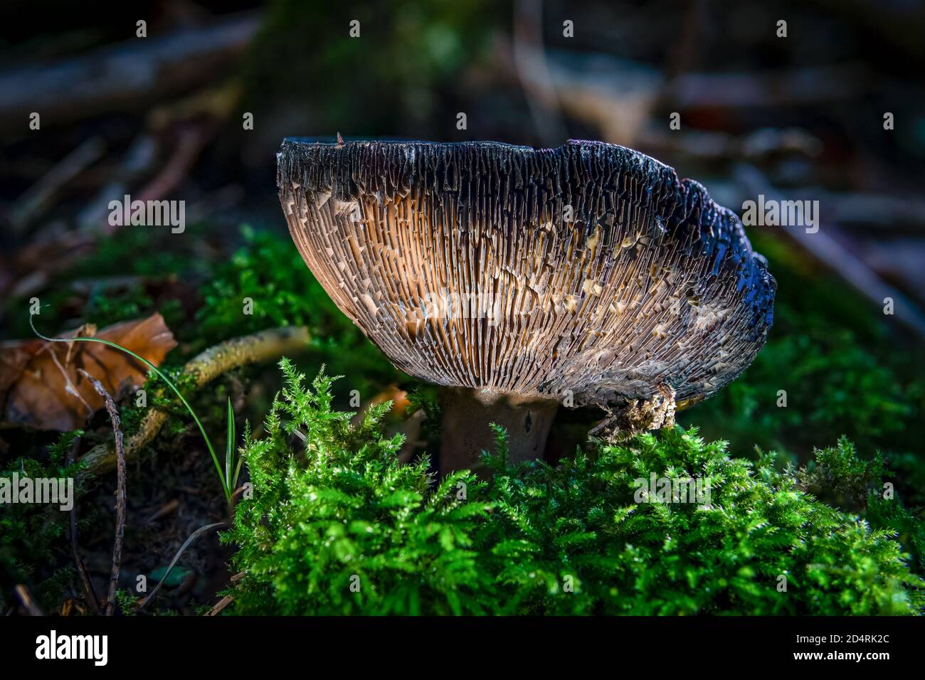 Clitocybe est un genre de champignons caractérisés par des spores blanches, blanches, de chignon, de crème, roses ou de jaune clair, des branchies qui descendent la tige et pâles Banque D'Images