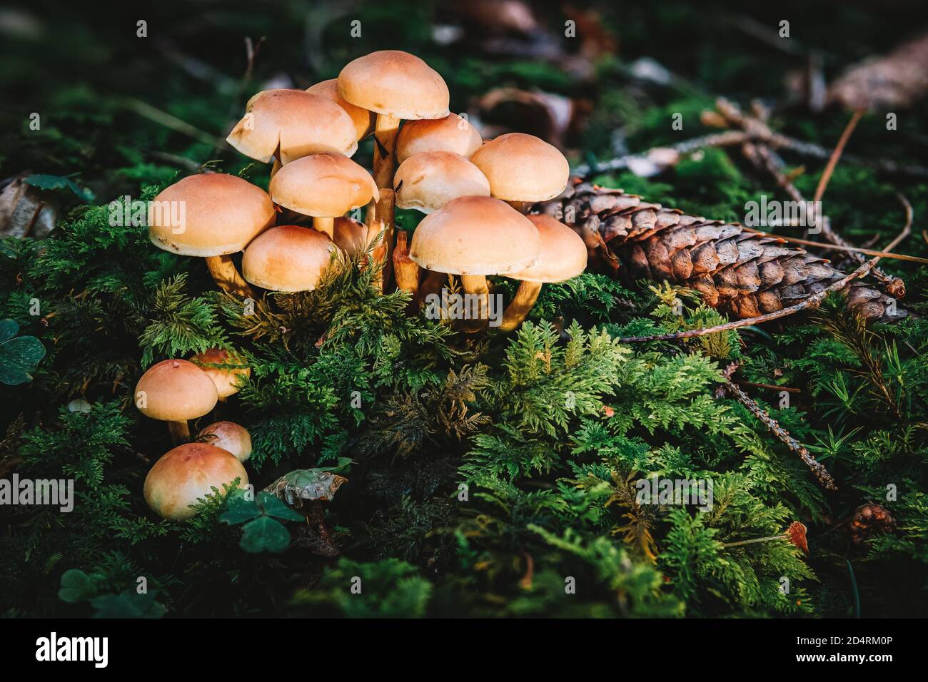Hypholoma fasciculare, communément connue sous le nom de touffe de soufre, le soufre touffe ou en cluster, woodlover est une politique commune de champignons forestiers Banque D'Images