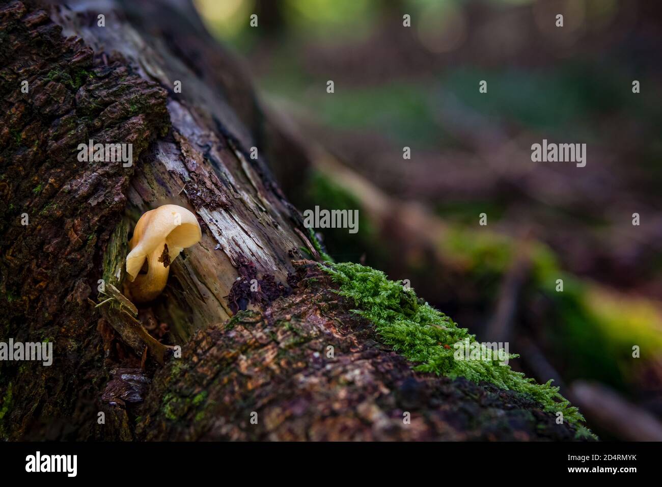 Xeromphalina campanella est une espèce de champignon. Les noms communs de l'espèce comprennent la trompette dorée et la cloche Omphalina. Banque D'Images