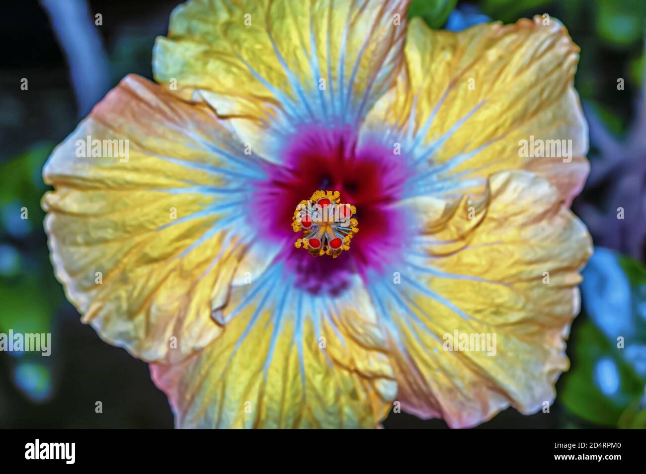 Image macro de la fleur de la plante Hibiscus rosa-sinensis. Il est également connu sous le nom de Hibiscus chinois/Rose de Chine/Hibiscus hawaïen. Banque D'Images