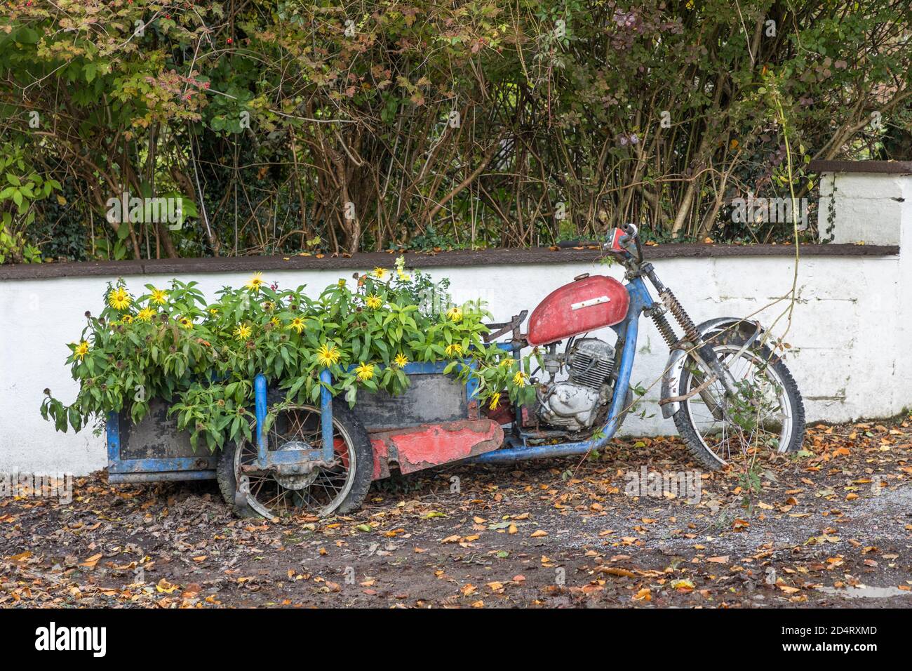 Coomhola, Cork, Irlande. 10 octobre 2020. Une vieille moto avec une boîte de fleurs attachée qui est utilisé comme un art décoratif sur le bord de la route à Coomhola Banque D'Images