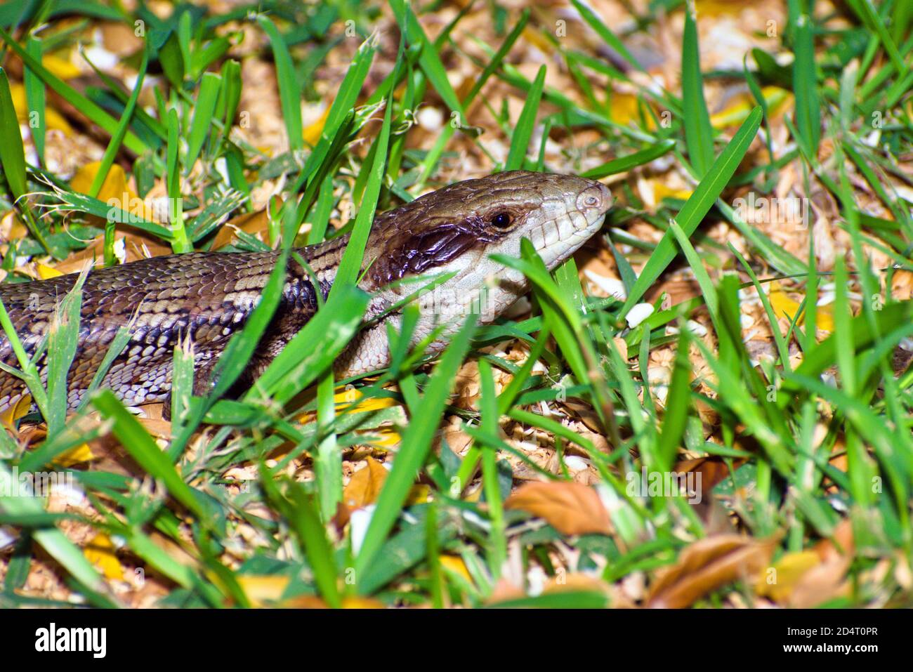 Lézard Langue Bleue Banque D'Images