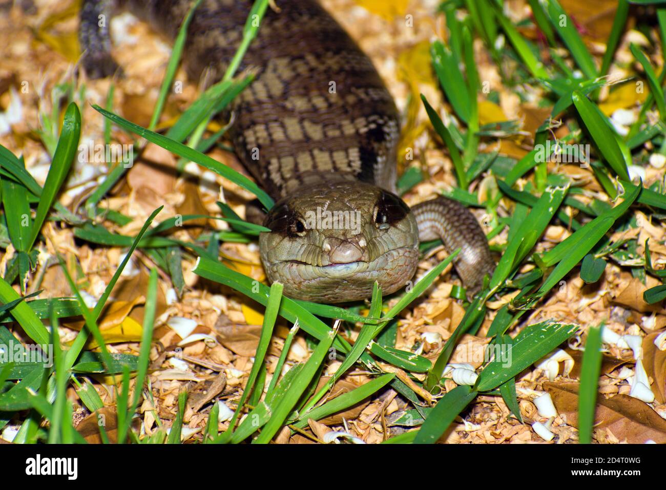 Langue bleue Lizard 4 Banque D'Images
