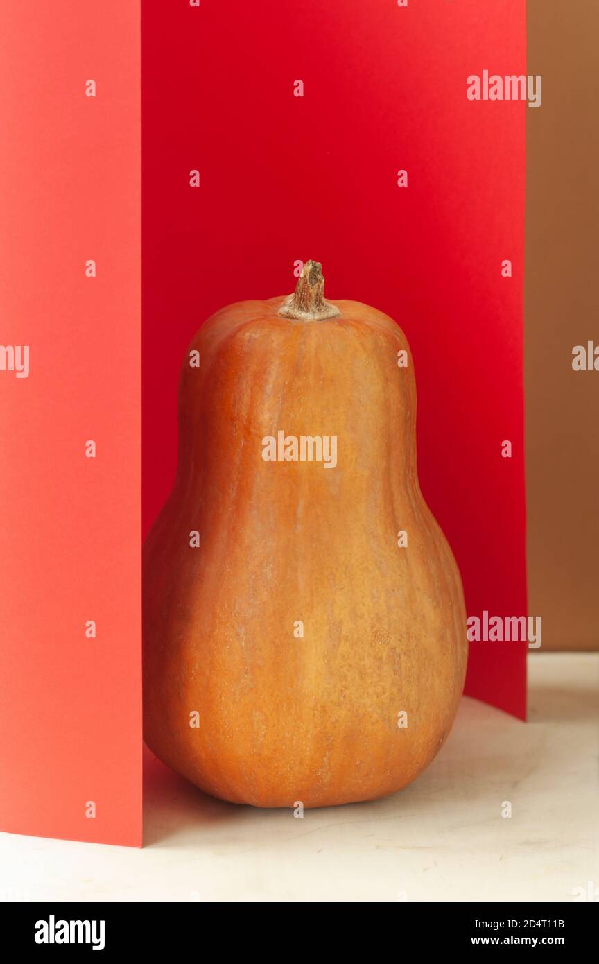 image verticale grande citrouille mûre d'orange avec une queue sèche entre les rouleaux de papier pastel rouge et vert, tendance de géométrie alimentaire, foyer sélectif Banque D'Images