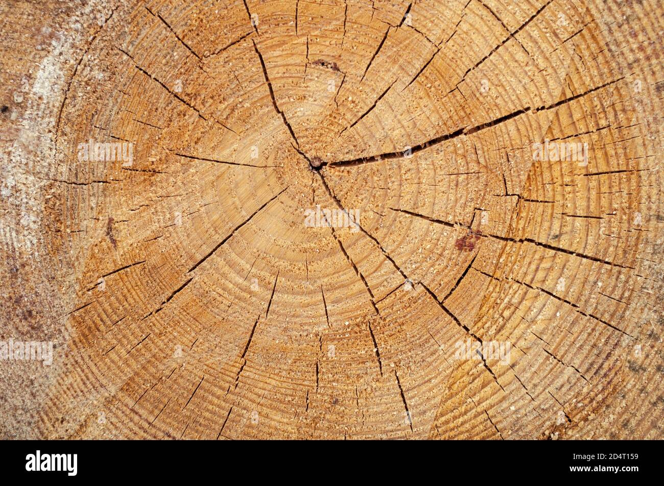 Coupe d'un pin de forme irrégulière avec texture, anneau, fissures. Marron, photo avant Banque D'Images