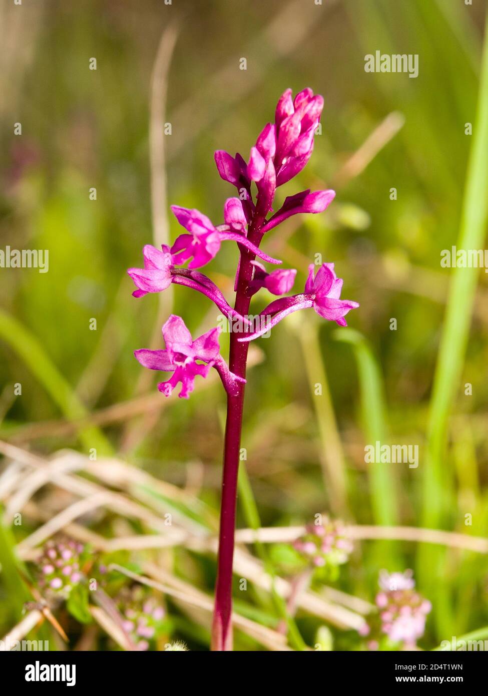 quatre orchidées tachetées (orchidées quadripunctata) dans un pré Banque D'Images