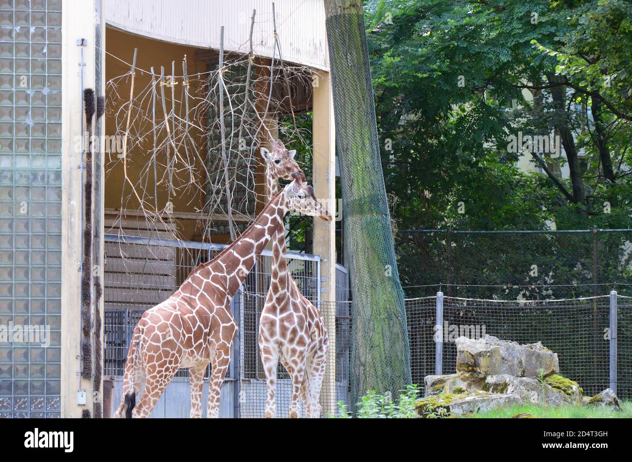 Des girafes somaliennes réticulées dans le zoo Banque D'Images