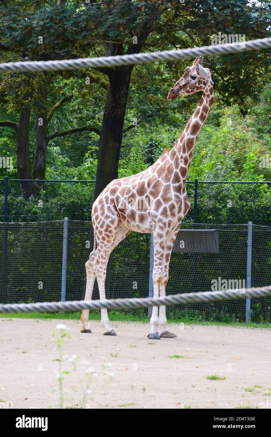 Des girafes somaliennes réticulées dans le zoo Banque D'Images