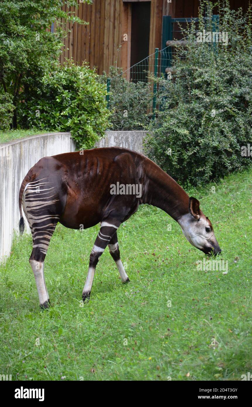 Portrait d'okapi (Okapia johnstoni) au zoo de Francfort Banque D'Images