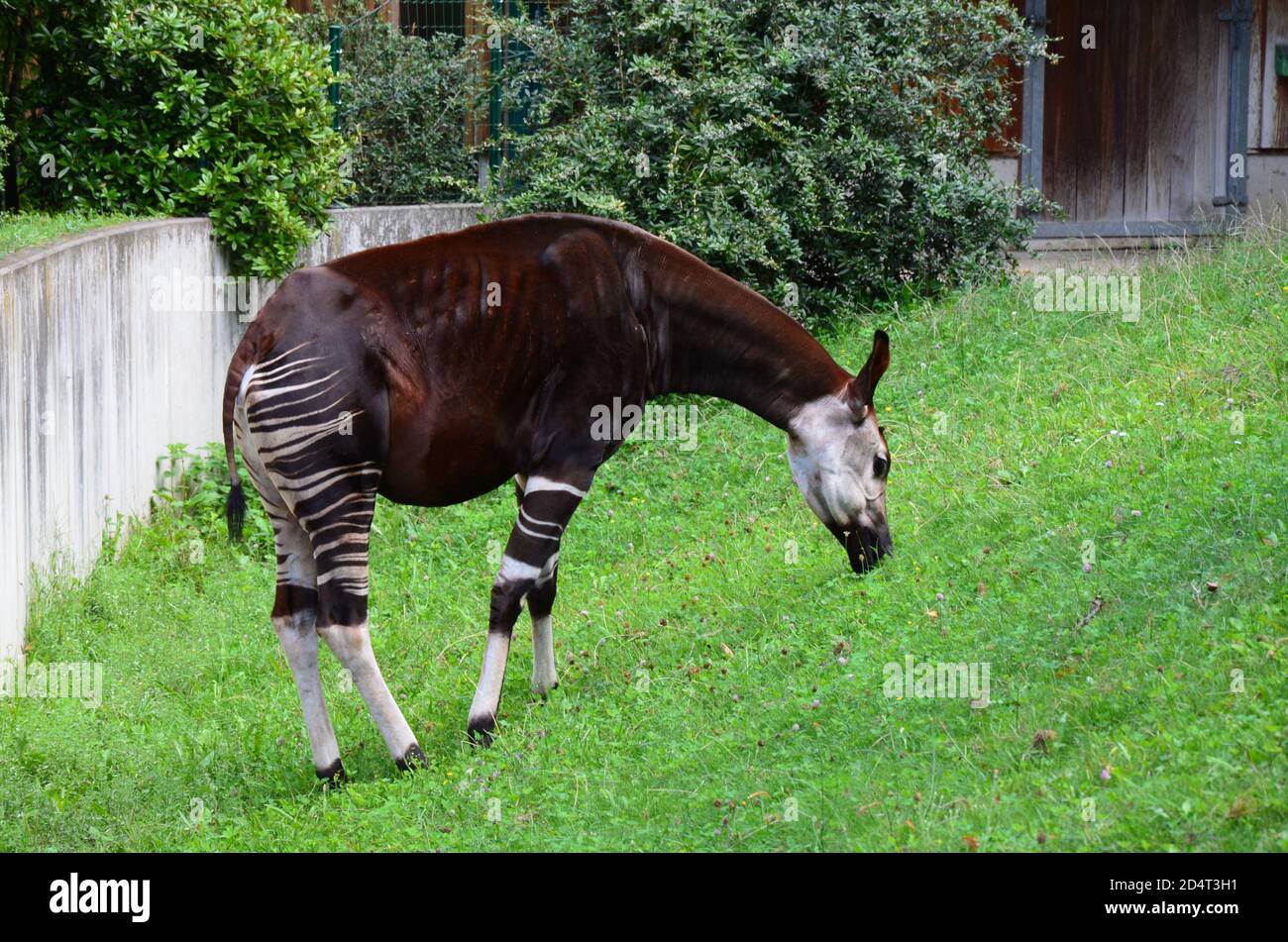 Portrait d'okapi (Okapia johnstoni) au zoo de Francfort Banque D'Images