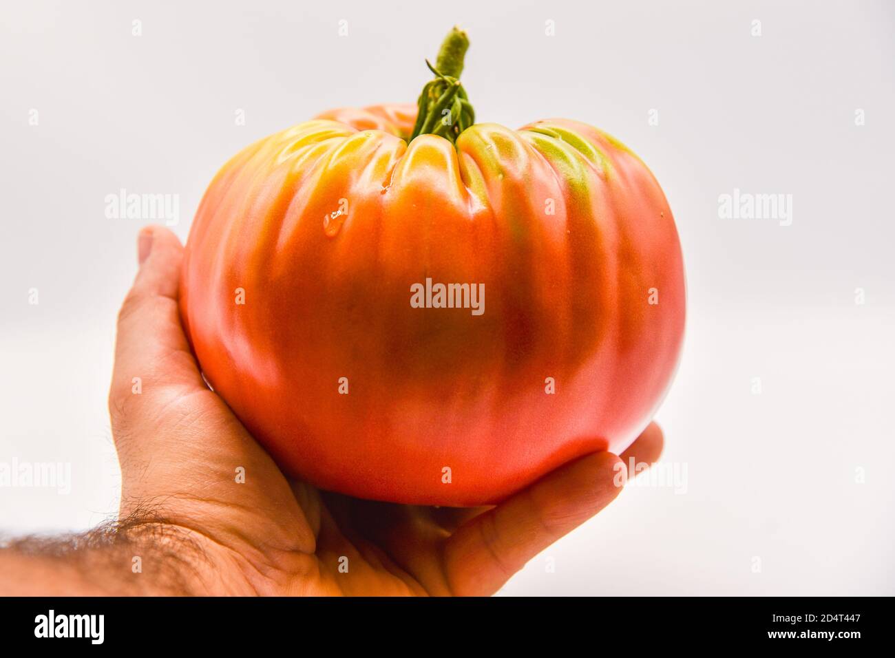 Grosse tomate Banque D'Images