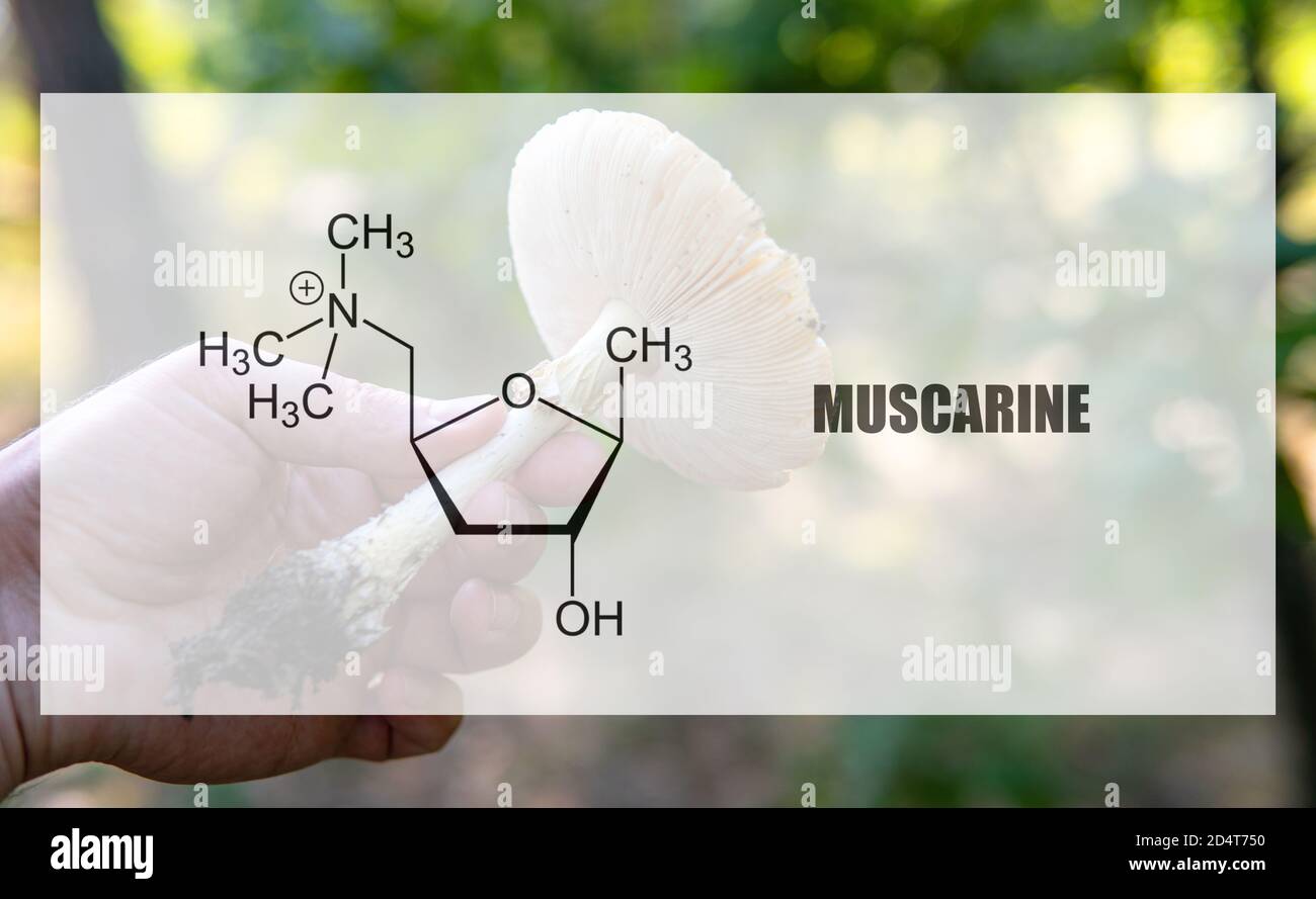 muscarine comme l'un des ingrédients psychédéliques dans la mouche agarique. Substances psychoactives dans amani muscaria Banque D'Images