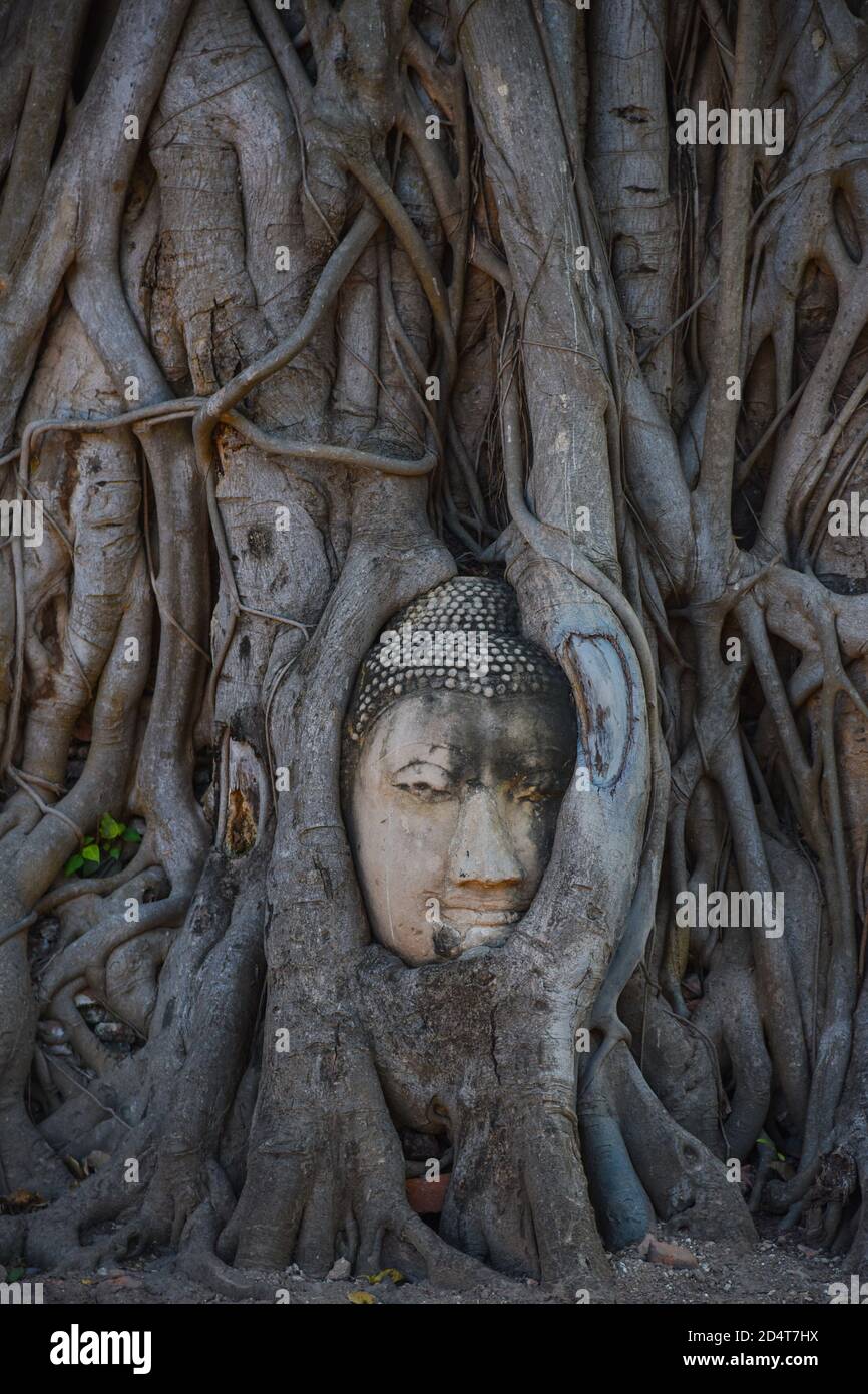 Face de Bouddha dans les arbres Banque D'Images