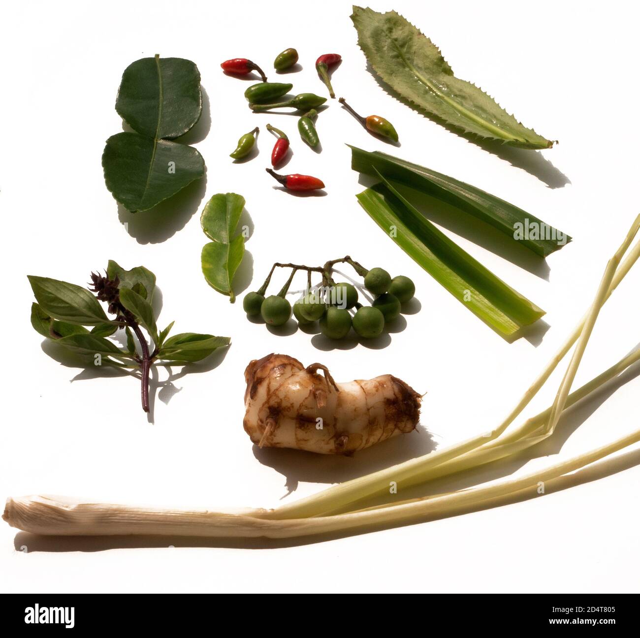 UNE VIE ENCORE D'HERBES THAÏLANDAISES UTILISÉES POUR FAIRE THAÏ CURRY Banque D'Images
