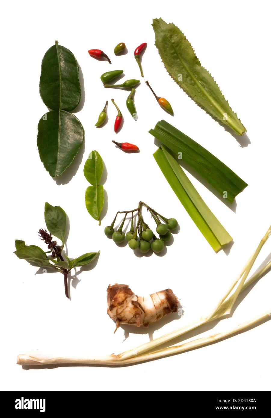 UNE VIE ENCORE D'HERBES THAÏLANDAISES UTILISÉES POUR FAIRE THAÏ CURRY Banque D'Images
