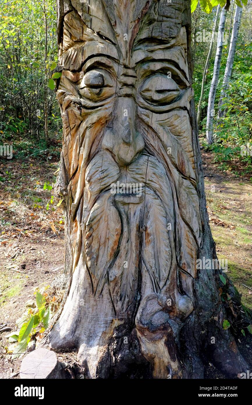 la sculpture en bois d'homme vert sur un grand chêne dans les bois de blean  est kent royaume-uni octobre 2020 Photo Stock - Alamy