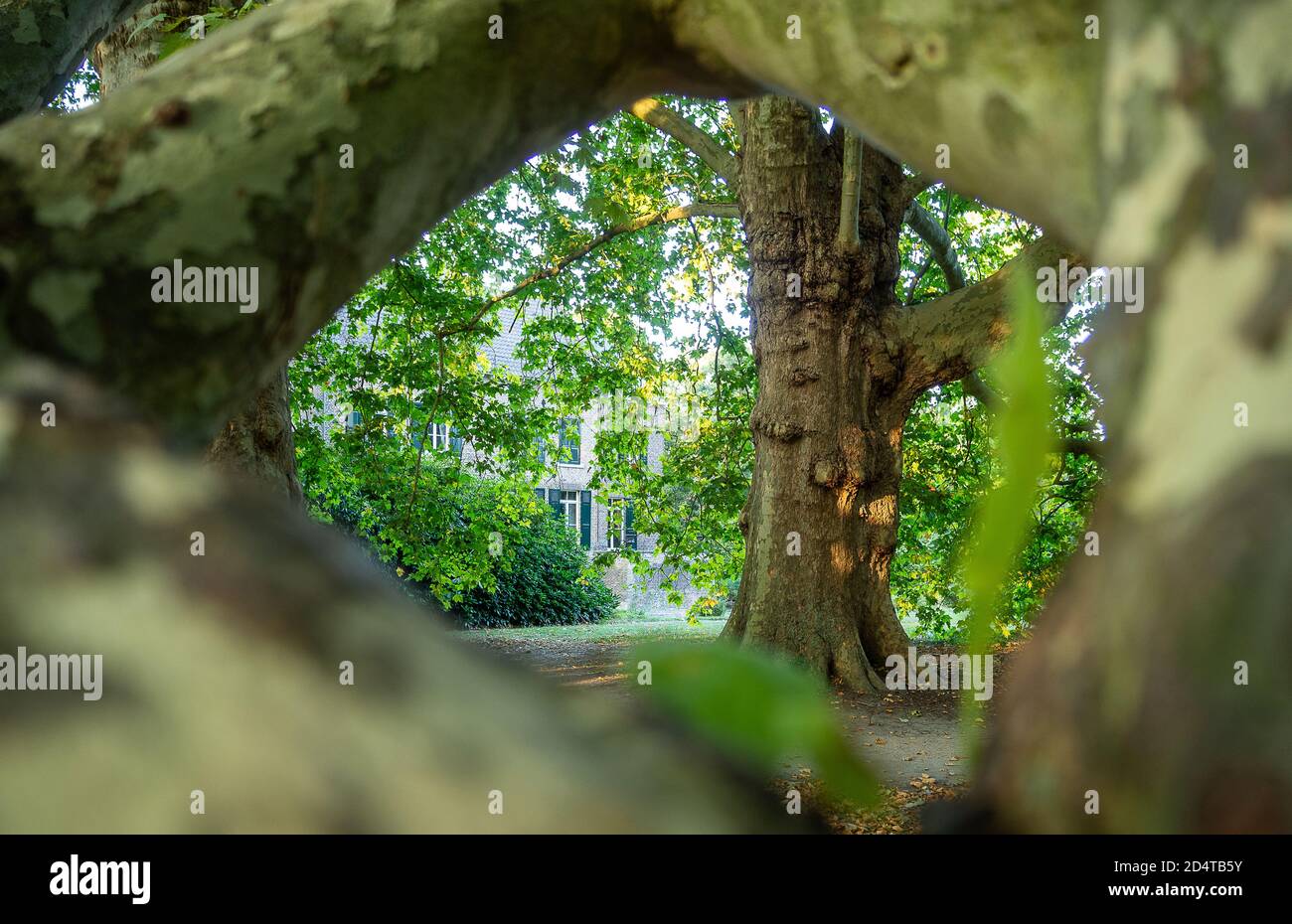 Un château à Geldrop Noord-Brabant Holland regarde à travers un arbre Banque D'Images