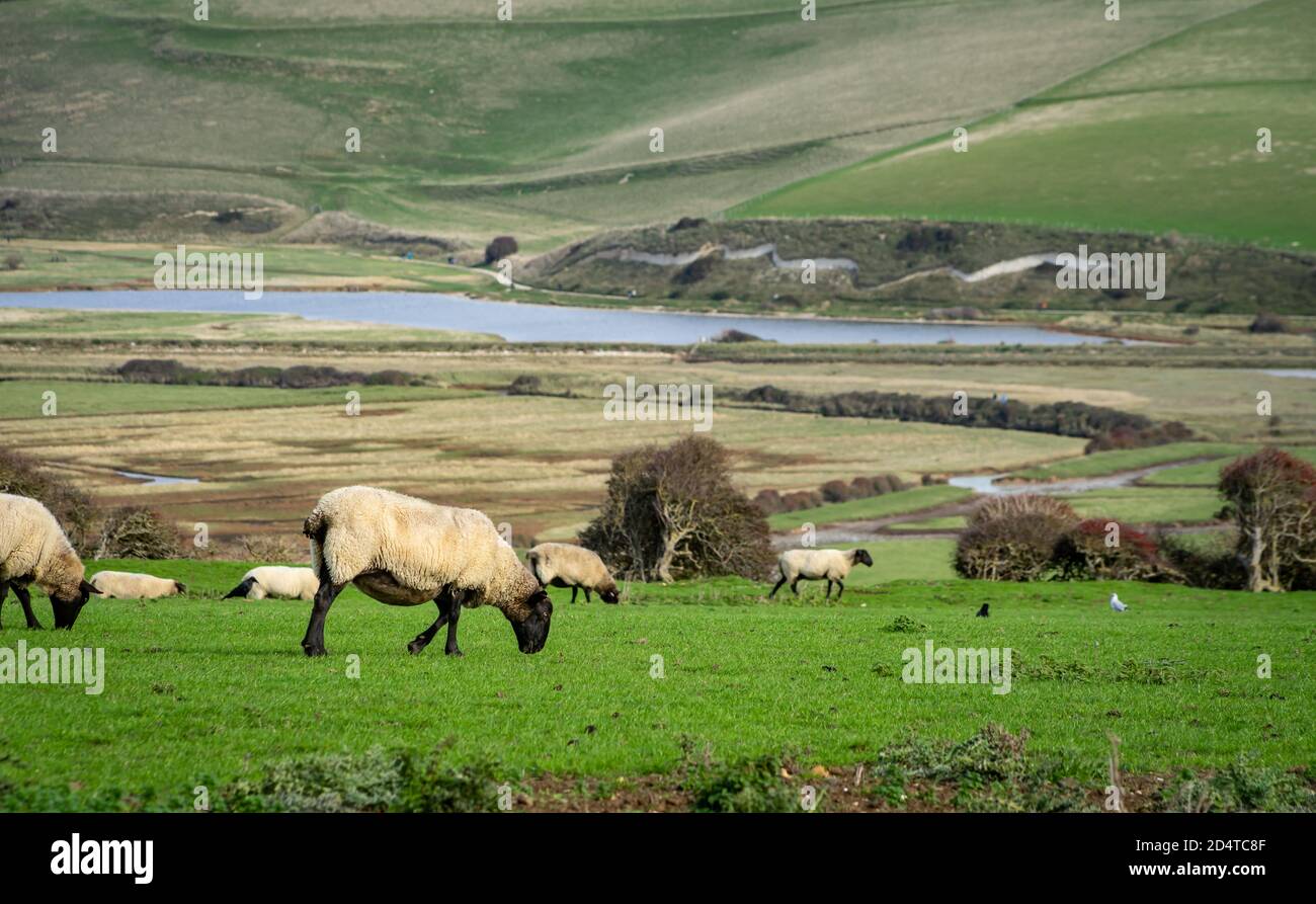 Moutons sur le côté de la vallée au-dessus de la rivière Cuckmere Banque D'Images