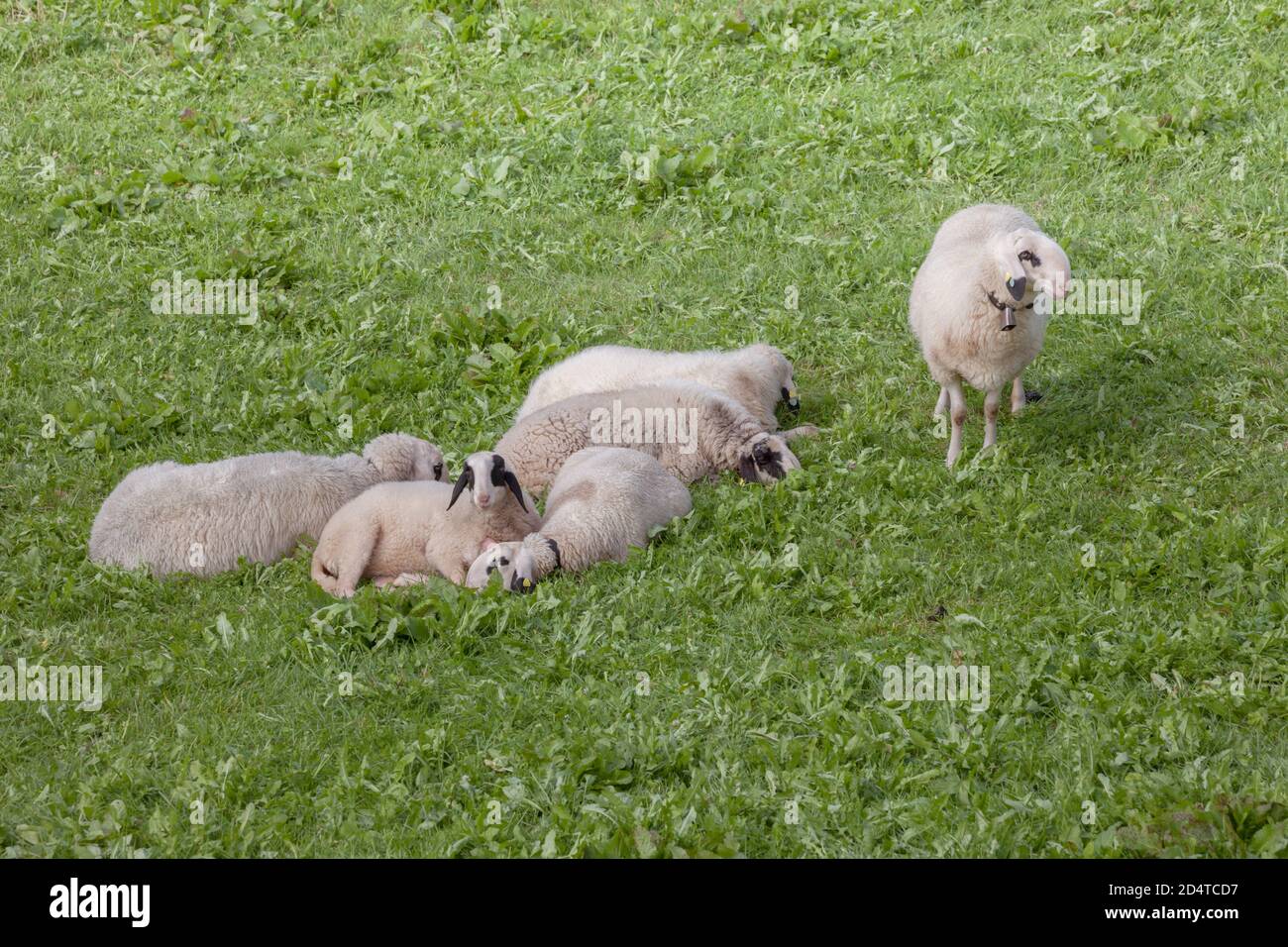 Brebis Brillenschaf dans un pâturage de montagne italien Banque D'Images