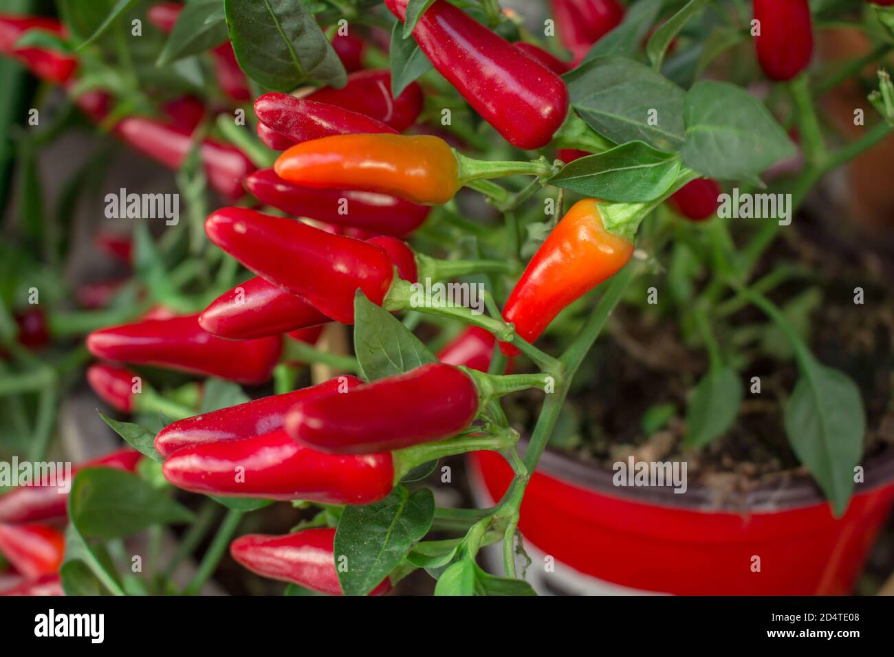 Une plante de balcon pleine de piments rouges mûrs et quelqu'un en maturité, la variété Acapulco Banque D'Images