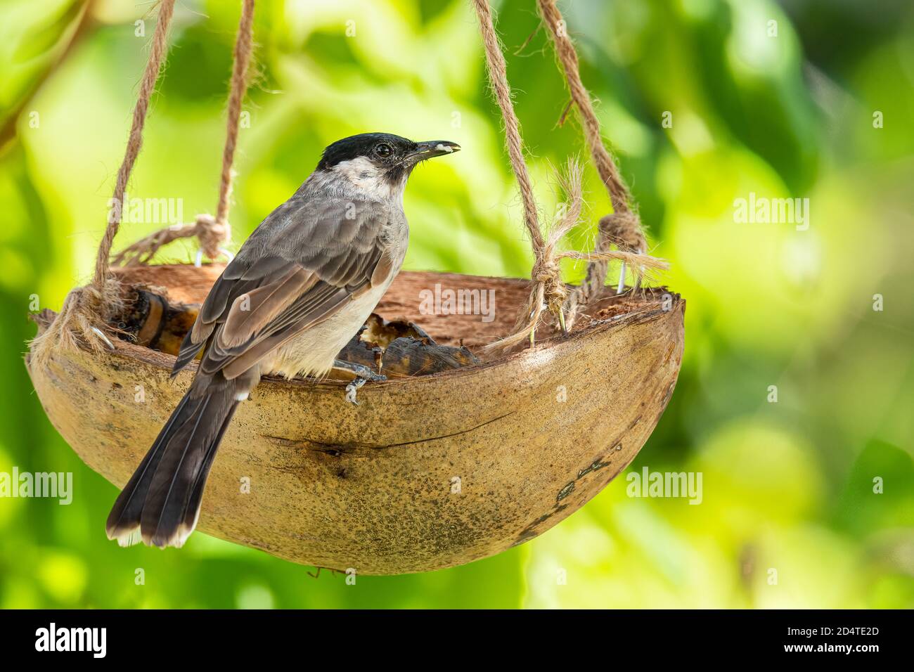 Bulbul à tête sucette mangeant de la viande de banane provenant d'un panier de fruits à coque de noix de coco Banque D'Images